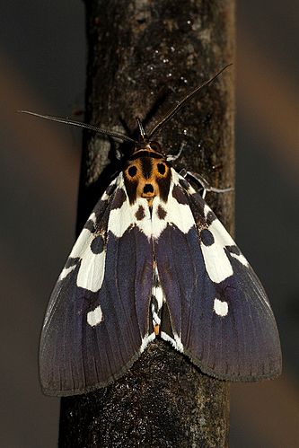 Asota kinabaluensis